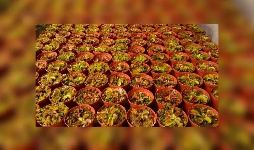 Las plantas carnívoras Bokitas libran los hogares de moscas.