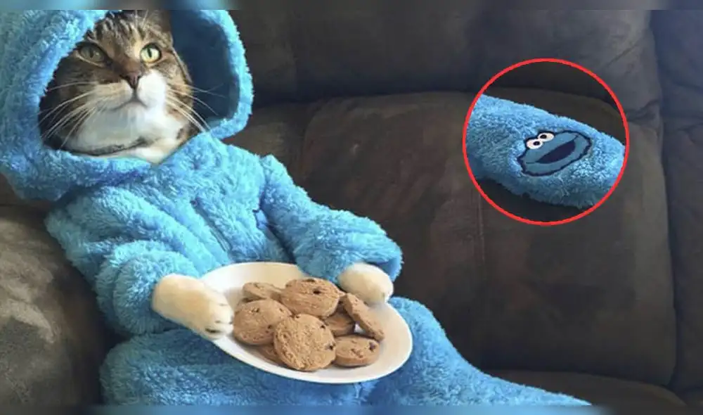 Embajada de EE. UU. envió invitación con foto de gato en pijama