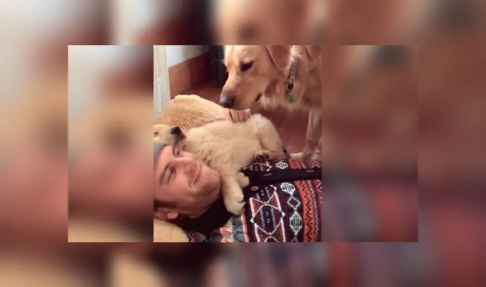 Desliza las imágenes para ver la dramática escena que protagonizó un perro al ver que su dueño consentía a otro can. Foto: TikTok Desliza las imágenes para ver la dramática escena que protagonizó un perro al ver que su dueño consentía a otro can. Foto: TikTok