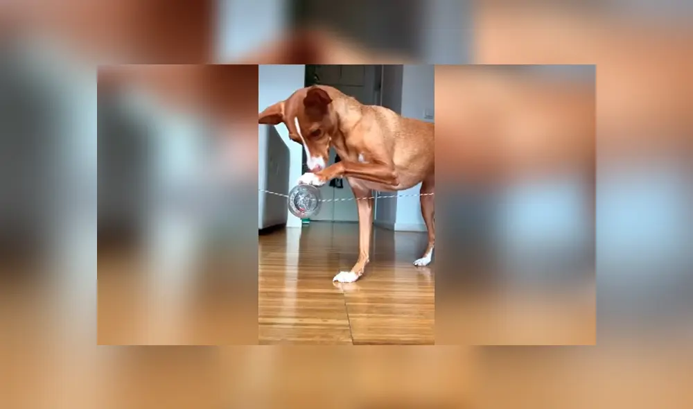 Desliza las imágenes hacia la izquierda para conocer las habilidades de un perro para dominar un juego. Desliza las imágenes hacia la izquierda para conocer las habilidades de un perro para dominar un juego.