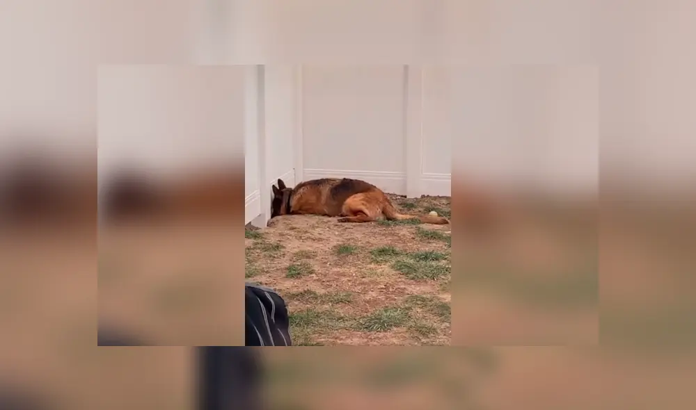 Desliza las imágenes para apreciar la emotiva escena entre dos perros que estuvieron separados por la cuarentena. Foto: Captura. Desliza las imágenes para apreciar la emotiva escena entre dos perros que estuvieron separados por la cuarentena. Foto: Captura.