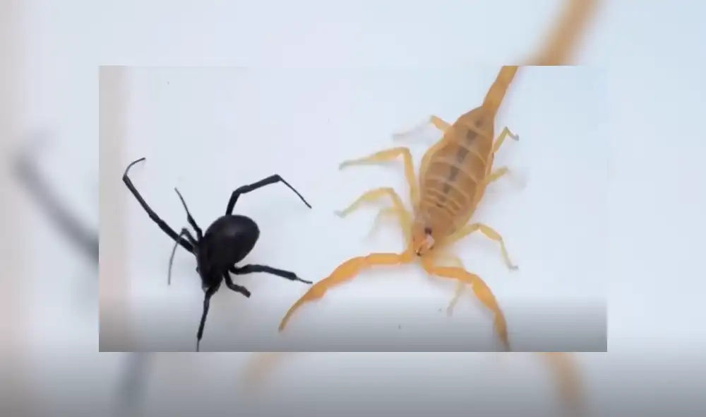 Facebook: viuda negra y escorpión tienen brutal duelo a muerte y desenlace sorprende a todos