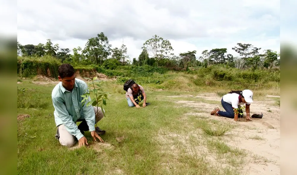Proponen simplificación para el sector forestal