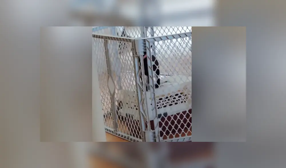 Desliza para ver los momentos más importantes del tierno video que se hizo viral en YouTube. Desliza para ver los momentos más importantes del tierno video que se hizo viral en YouTube.