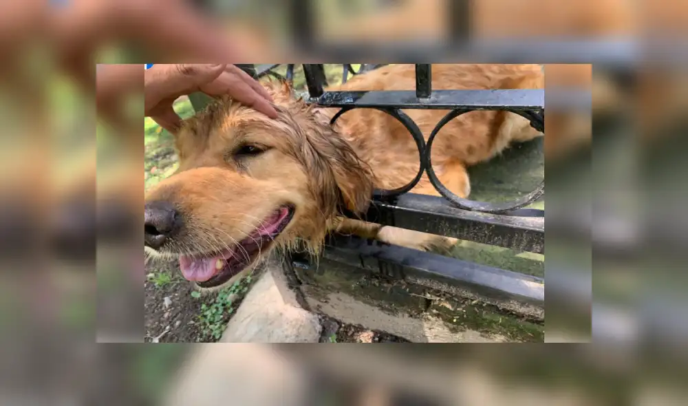 Desliza hacia la izquierda para ver más imágenes de la dulce respuesta que le dio esta cachorra a los bomberos que la rescataron. (Foto: Facebook / Protección Civil y Bomberos Zapopan)