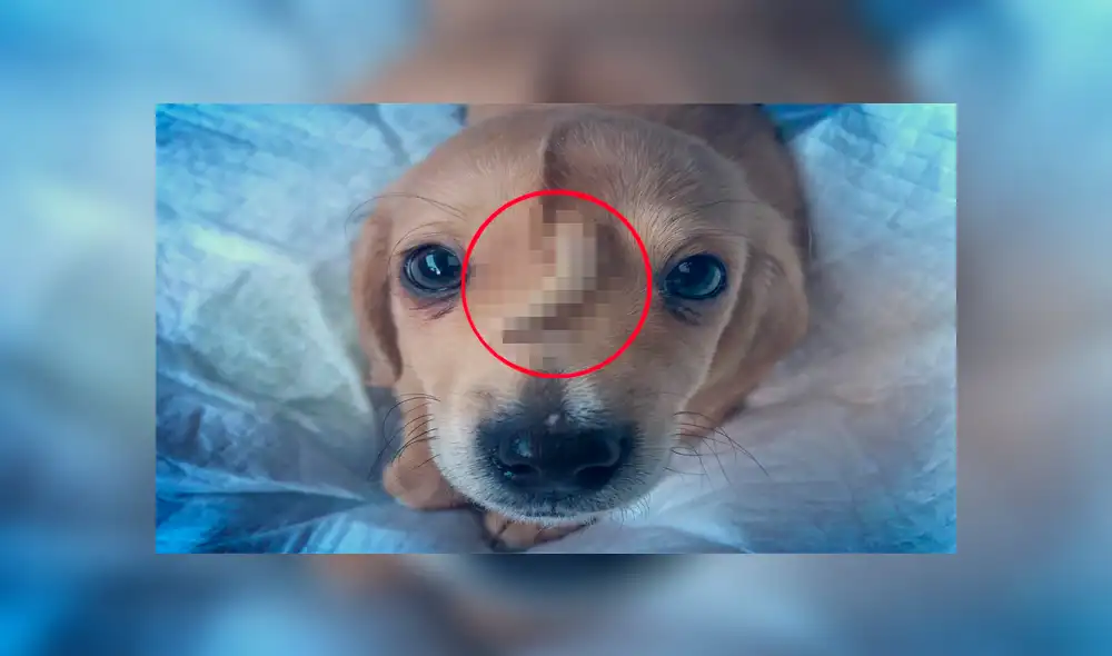 Perro nació con la cola en la cabeza, fue abandonado y ahora todos lo adoran [VIDEO]