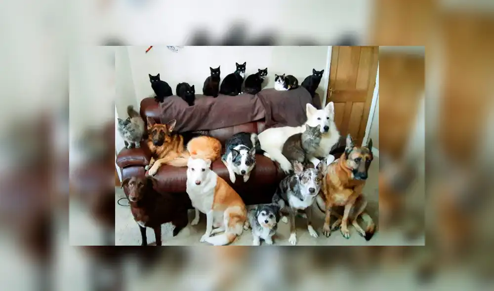 Mujer consigue retratar a sus 17 mascotas posando y la foto causa emoción en usuarios [FOTOS]