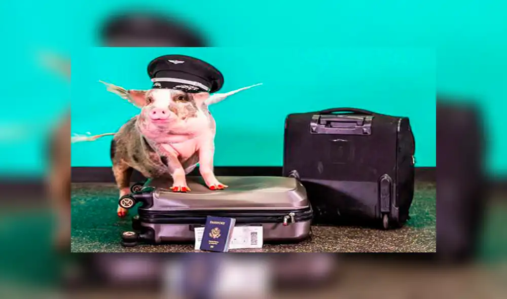 LiLou, la cerdita que ayuda a los viajeros a perder el miedo a volar mediante juegos en el aeropuerto [VIDEO]