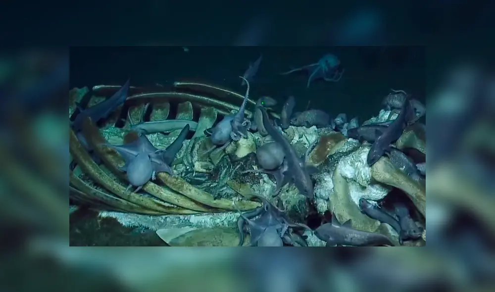 El sorprendente hallazgo ayudará a los científicos a conocer el nivel de oxígeno que hay en las profundidades. Foto: captura