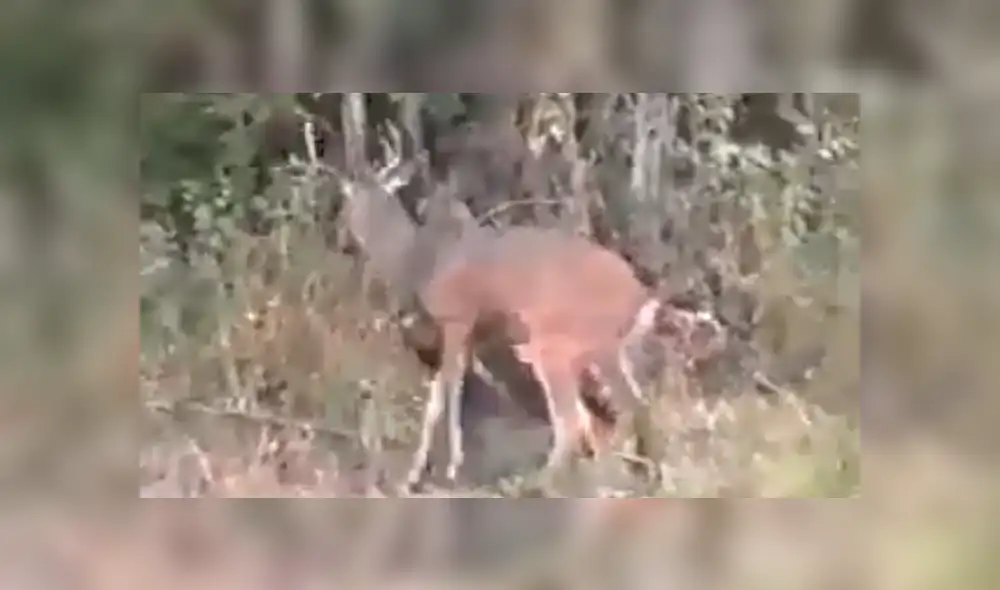 Facebook viral: graban a venado dando paliza a cazador que intentó matarlo [VIDEO]