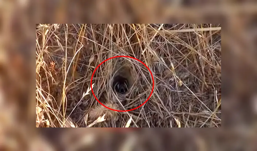 Desliza para ver los momentos más impactantes del video que se hizo viral en Facebook. Desliza para ver los momentos más impactantes del video que se hizo viral en Facebook.