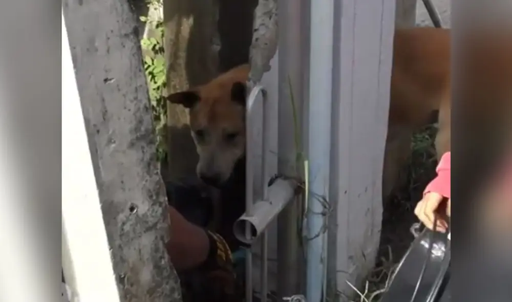El can trataba de ingresar a la casa de una mujer y ella se percató de su llanto al quedar atrapado. Foto: captura de Facebook