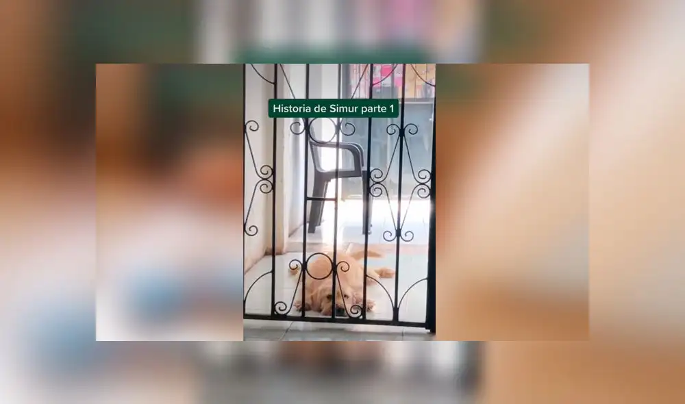 Desliza las imágenes para ver la radical transformación que experimentó este perrito que fue encontrado con serias quemaduras en su piel. Foto: Mishelle Aviles/ Tiktok