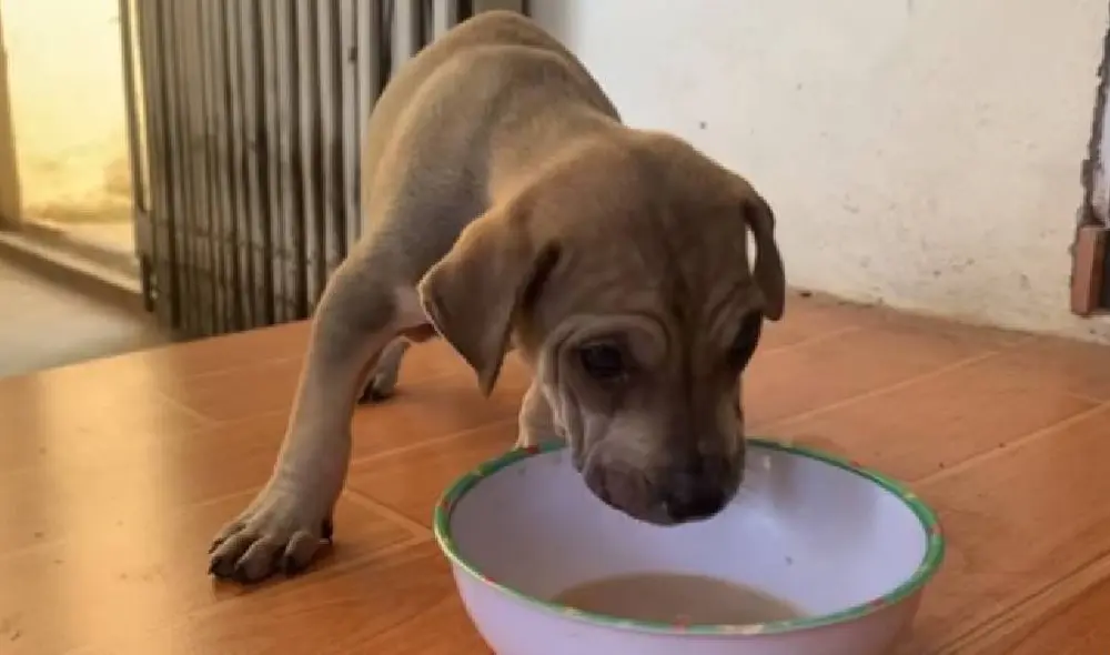 El hombre encontró al perro encadenado a un árbol en un terreno abandonado. Foto: YouTube/Captura/Animal SafeGuard