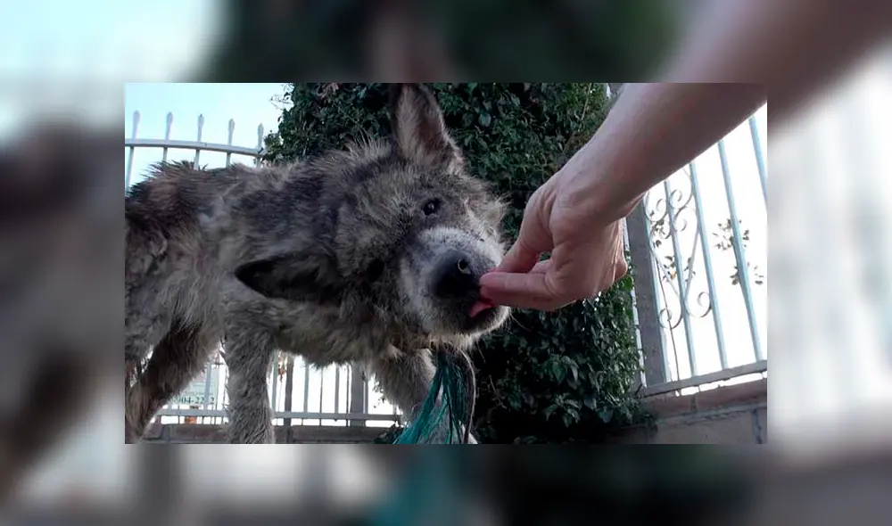 Desliza para ver las fotos de este perro que enamoró a todos en Facebook. Foto: Captura. Desliza para ver las fotos de este perro que enamoró a todos en Facebook. Foto: Captura.
