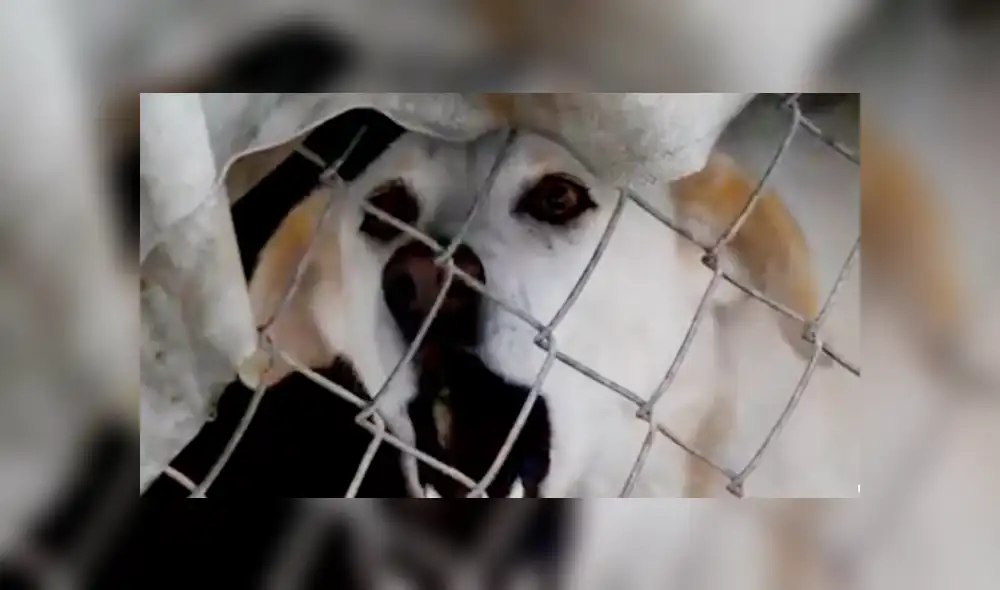 Facebook viral: Perros abandonados en un refugio fueron adoptados por un mujer [VIDEO]