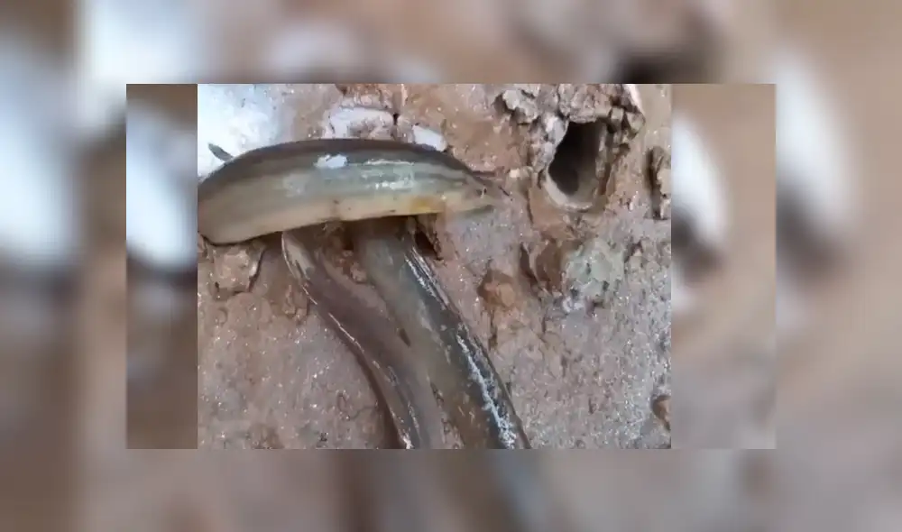 Facebook viral: joven aterrado tras ver a extrañas criaturas salir de un suelo [VIDEO] 