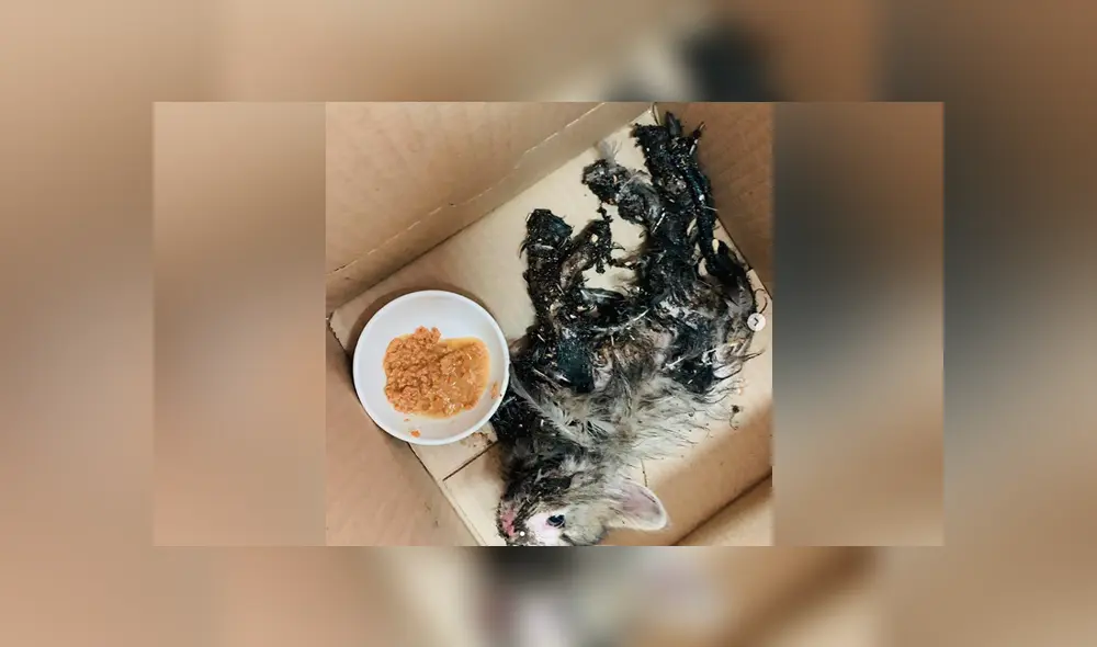 El dramático caso de la gata bebé que bañaron con pegamento y hoy lucha por su vida [VIDEO]