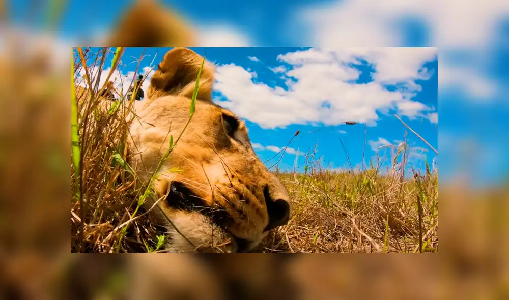 Turista se acerca a enorme león y graba sus enormes colmillos. Turista se acerca a enorme león y graba sus enormes colmillos.