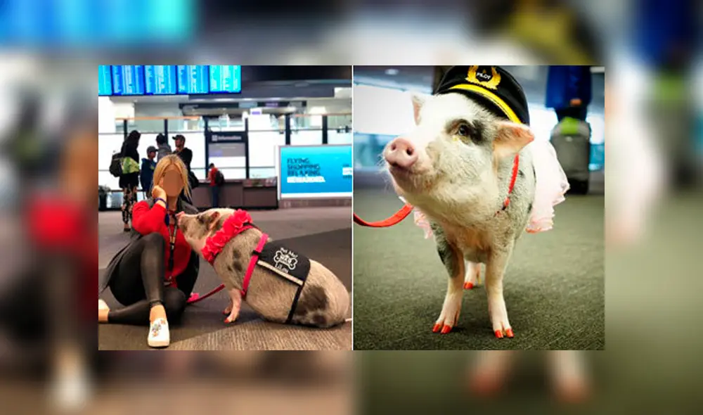 LiLou, la cerdita que ayuda a los viajeros a perder el miedo a volar mediante juegos en el aeropuerto [VIDEO]