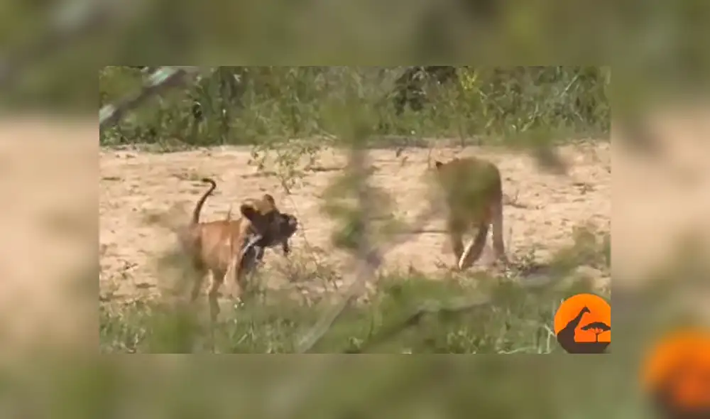 Una turista grabó en un video viral de YouTube el desgarrador instante en que un hambriento león cazó a una lagartija, sin imaginar que un búfalo llegaría a su rescate. Una turista grabó en un video viral de YouTube el desgarrador instante en que un hambriento león cazó a una lagartija, sin imaginar que un búfalo llegaría a su rescate.