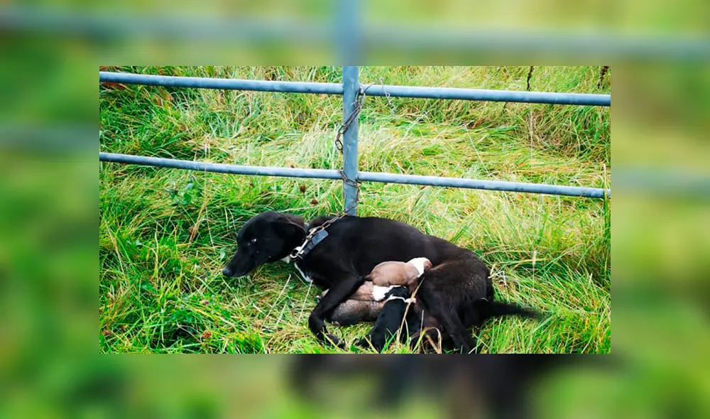Mascota abandonada alimentaba a sus cachorros a pesar de tener una cadena en el cuello Mascota abandonada alimentaba a sus cachorros a pesar de tener una cadena en el cuello