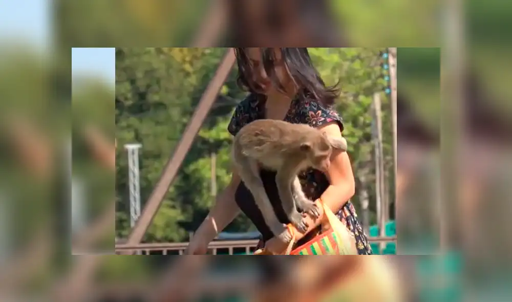 Video es viral en YouTube. El mono sorprendió a la joven con insólita reacción luego de que ella le impidiera llevarse sus pertenencias.