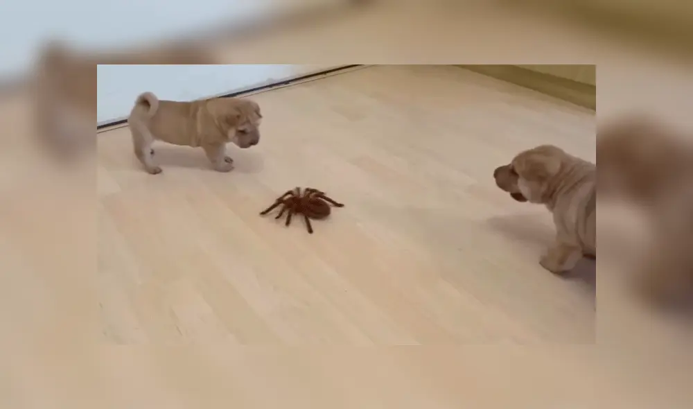 Cachorros reaccionan inesperadamente al encontrarse con una gigantesca tarántula [VIDEO]