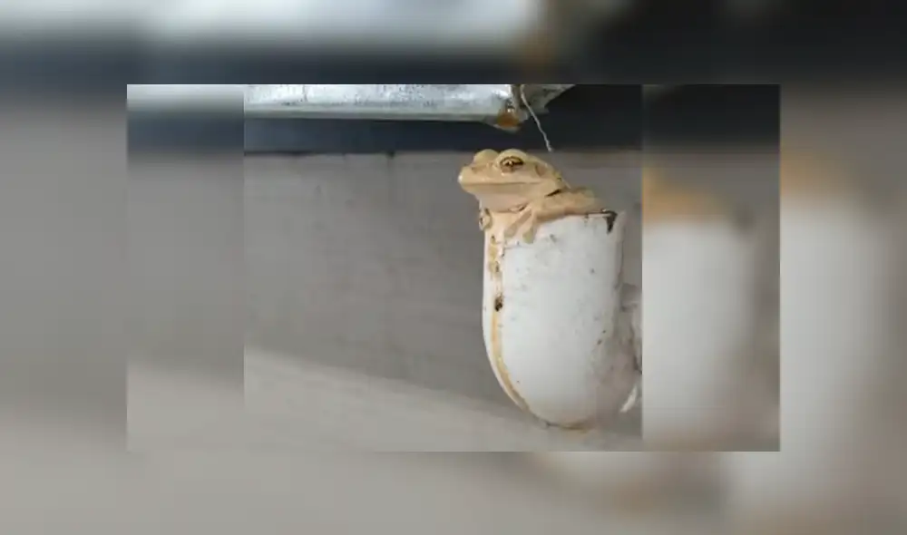 Astuta rana sorprendió a más de uno con una insólita artimaña para hallar un refugio parecido a su hábitat Astuta rana sorprendió a más de uno con una insólita artimaña para hallar un refugio parecido a su hábitat
