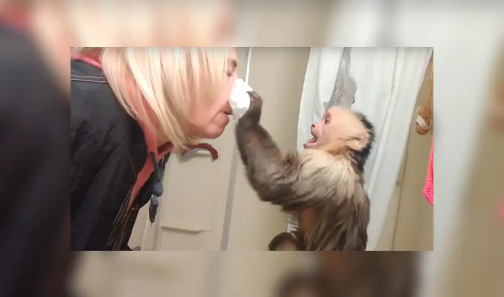 Facebook: Tierno mono hace de doctor y ayuda a su dueña con terrible enfermedad [VIDEO] 