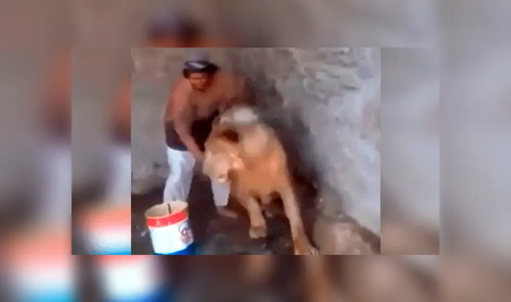 YouTube viral: Este león se dejó bañar cual pequeño gato por hombre que ingresó a su jaula [VIDEO] 