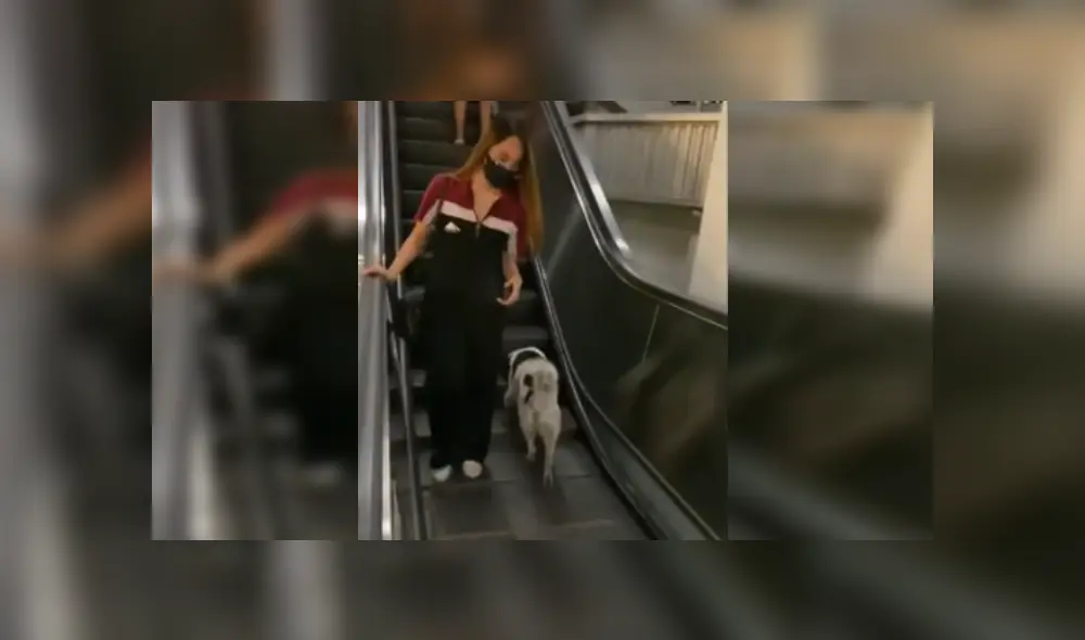 Desliza las imágenes para ver más del gracioso comportamiento que tuvo este perrito al probar las escaleras eléctricas. (Foto: captura)