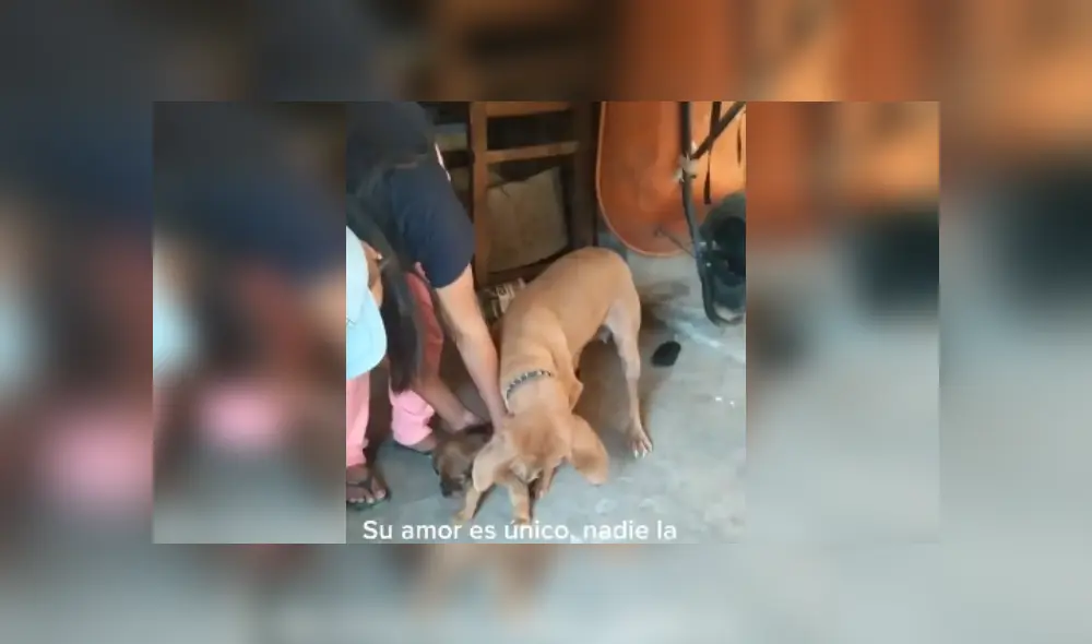 Desliza hacia la izquierda para ver más imágenes de esta emotiva escena. (Foto: captura / TikTok) Desliza hacia la izquierda para ver más imágenes de esta emotiva escena. (Foto: captura / TikTok)