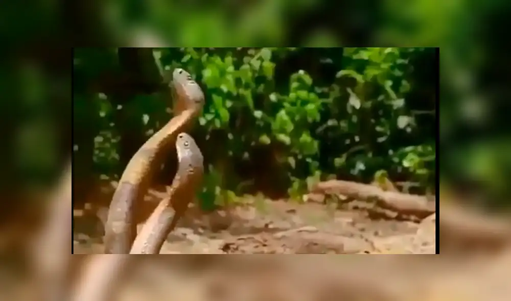 Facebook viral: peligrosas serpientes inician lucha y sucede algo increíble [VIDEO] 