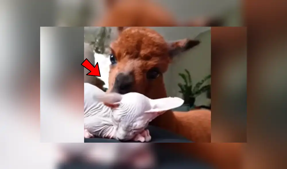 Facebook: alpaca peruana tiene inquietante gesto con ‘gata esfinge’ y ella reacciona así [VIDEO]
