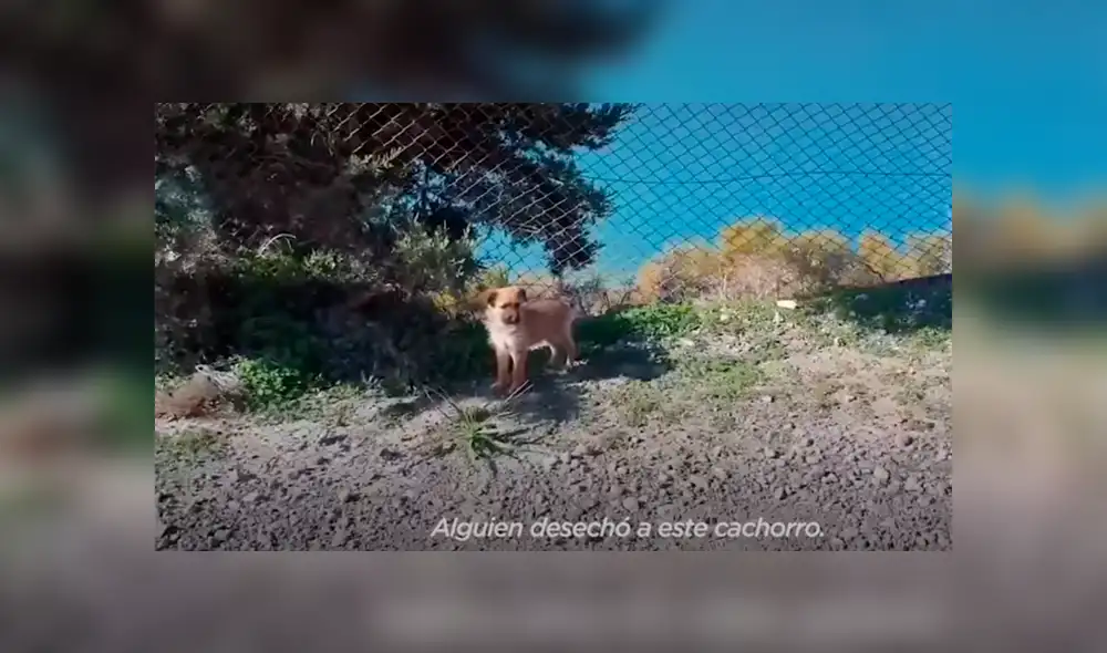 Desliza hacia la izquierda para ver más del video viral. Fotocaptura: YouTube (El Dodo)