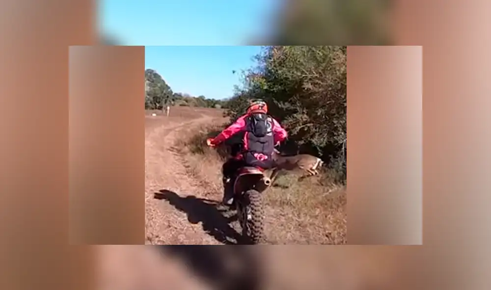 Desliza hacia la izquierda para ver el choque del ciclista con un ciervo. Video es viral en YouTube. Desliza hacia la izquierda para ver el choque del ciclista con un ciervo. Video es viral en YouTube.