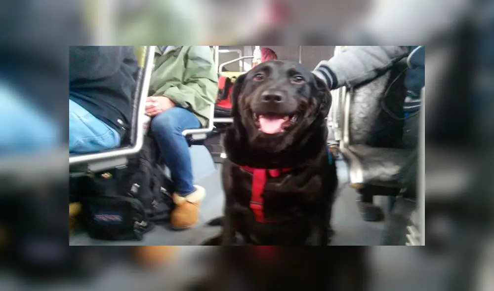 En Facebook, una perrita decidió viajar sin compañía de su dueño para acudir a un parque y jugar.