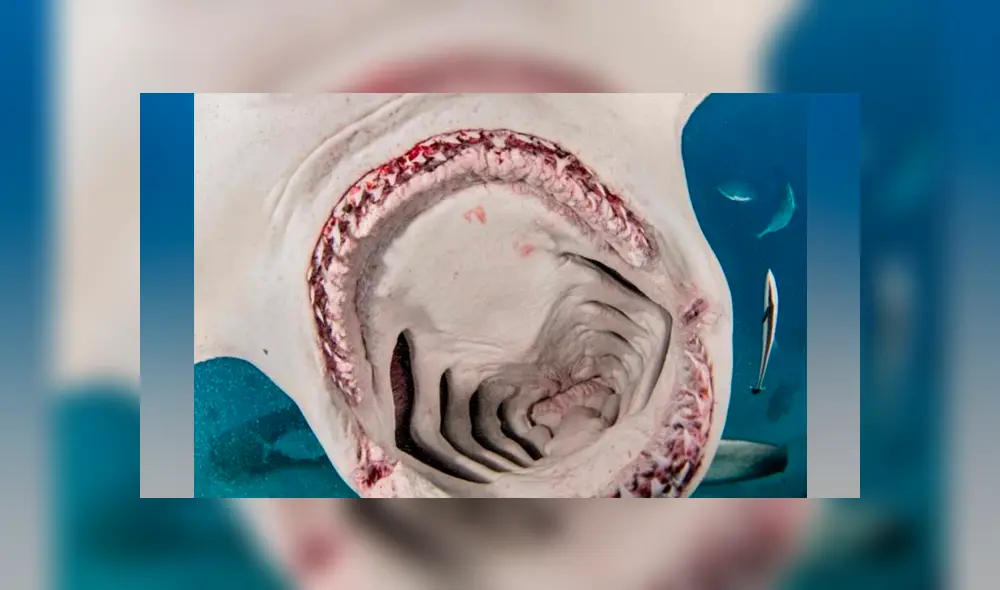 Desliza hacia la izquierda para ver las enormes mandíbulas de un tiburón martillo. Viral de Facebook.