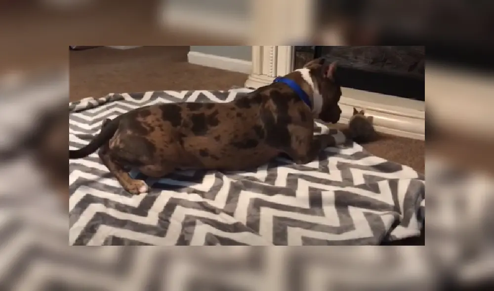 Desliza las imágenes para ver más sobre esta tierna escena entre un perro pitbull y un conejo bebé.