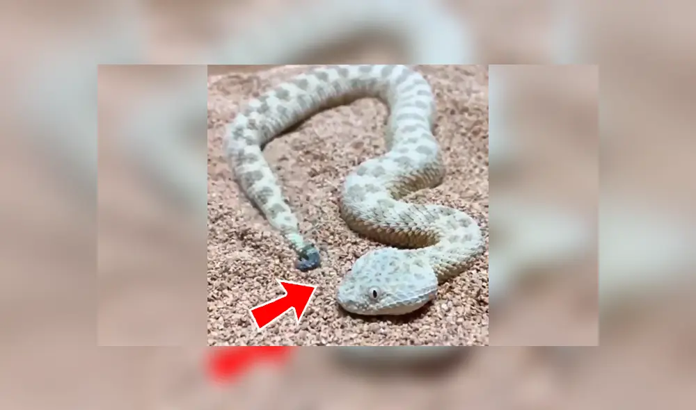 En Facebook, un joven logró captar el preciso instante que una inusual serpiente se oculta al sentir a su presa cerca. En Facebook, un joven logró captar el preciso instante que una inusual serpiente se oculta al sentir a su presa cerca.