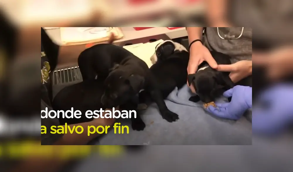 Unos rescatistas salvaron la vida de un grupo de cachorros que estaban atrapados en una casa abandonada. Foto: YouTube Unos rescatistas salvaron la vida de un grupo de cachorros que estaban atrapados en una casa abandonada. Foto: YouTube