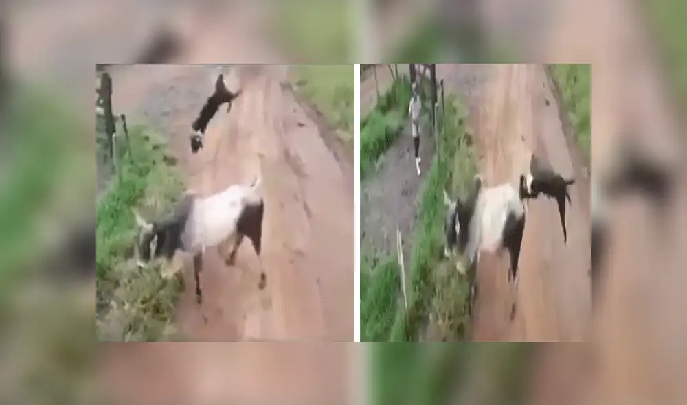 YouTube viral: Perros enfrentan a toro sin imaginar el calamitoso final que tendrían [VIDEO]