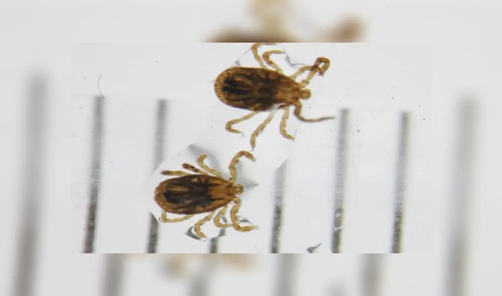 Toda la evidencia apunta a que la picadura de garrapatas transmite el virus de la fiebre severa. Foto: difusión