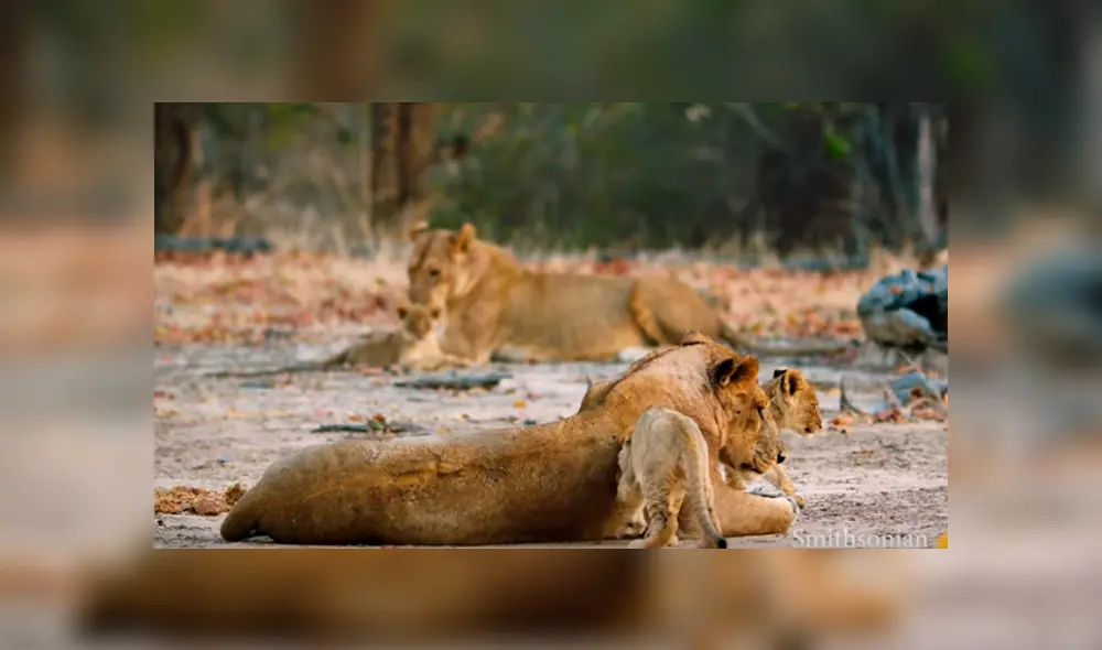Desliza hacia la izquierda para ver el feroz enfrentamiento de las leonas. Imágenes virales de YouTube. Desliza hacia la izquierda para ver el feroz enfrentamiento de las leonas. Imágenes virales de YouTube.