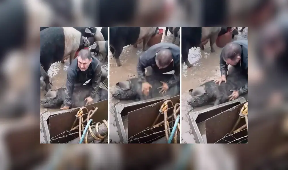 El hombre se metió al barro y sacudió el cuerpo del chancho con ambas manos para que pueda reaccionar. Foto: captura El hombre se metió al barro y sacudió el cuerpo del chancho con ambas manos para que pueda reaccionar. Foto: captura