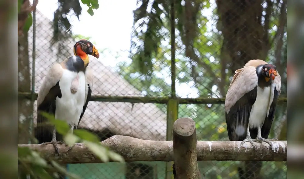 Conoce el Parque Natural de Pucallpa, un zoológico en medio de la selva [FOTOS]