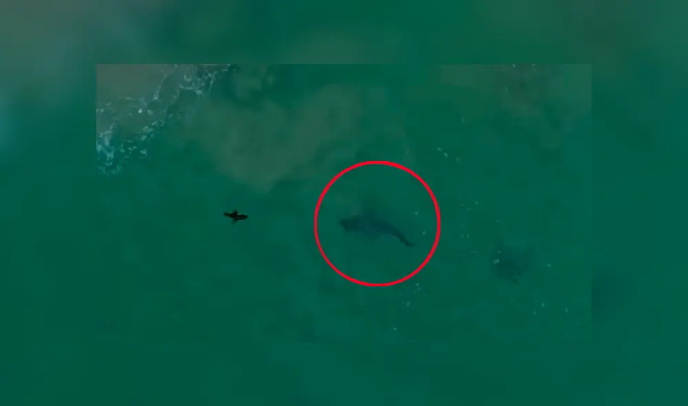 Las imágenes del impactante encuentro captado desde un dron sorprendieron a miles de internautas