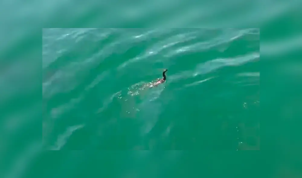 Desliza para ver los momentos más impactantes del video que se hizo viral en YouTube. Desliza para ver los momentos más impactantes del video que se hizo viral en YouTube.