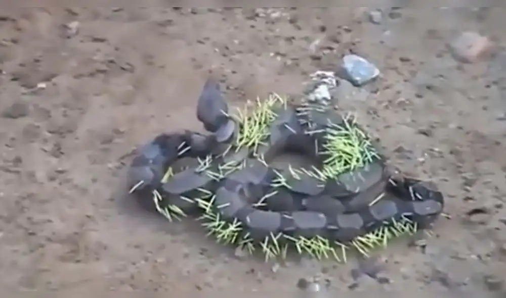 Vía YouTube: boa sufre castigo natural por comerse a un puercoespín [VIDEO]